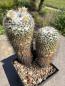 Preview: Mammillaria parkinsonii